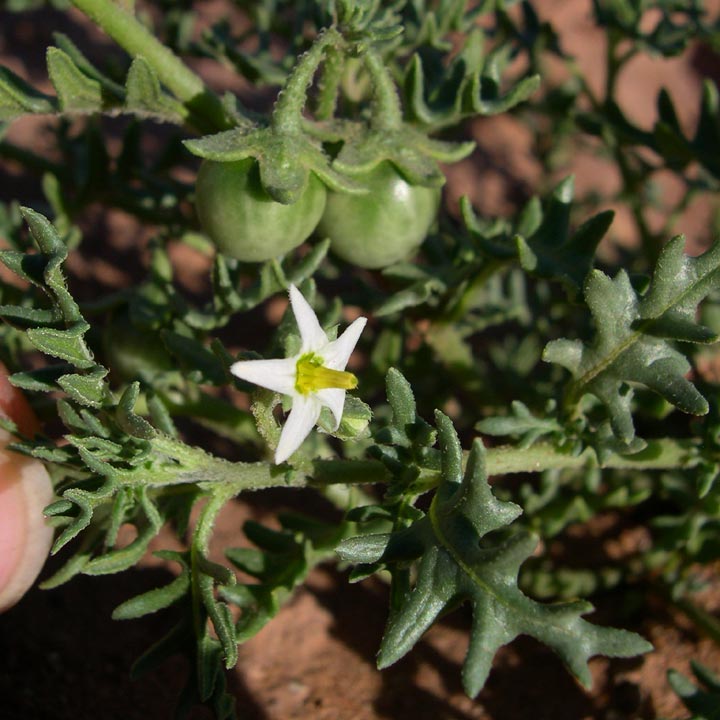 Solanum triflorum Nutt. Карантинный сорняк