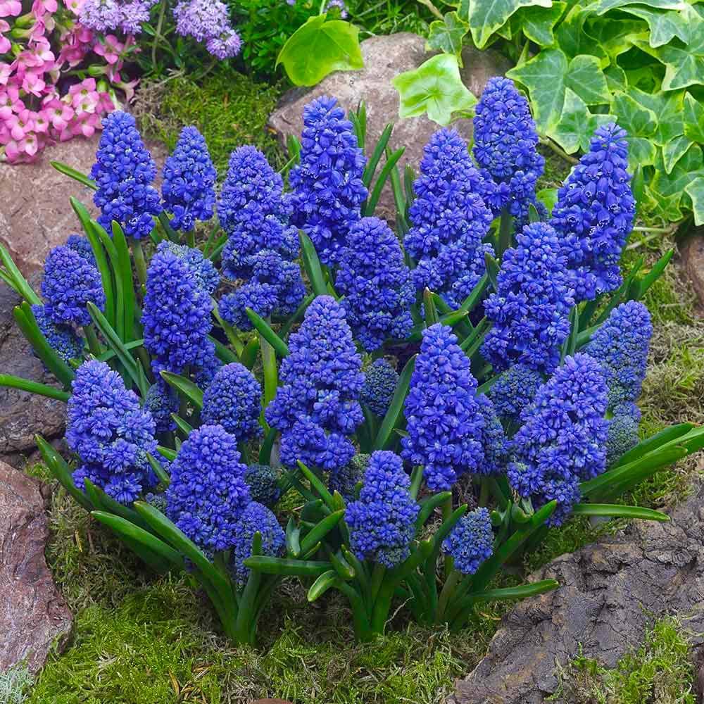 Muscari armeniacum