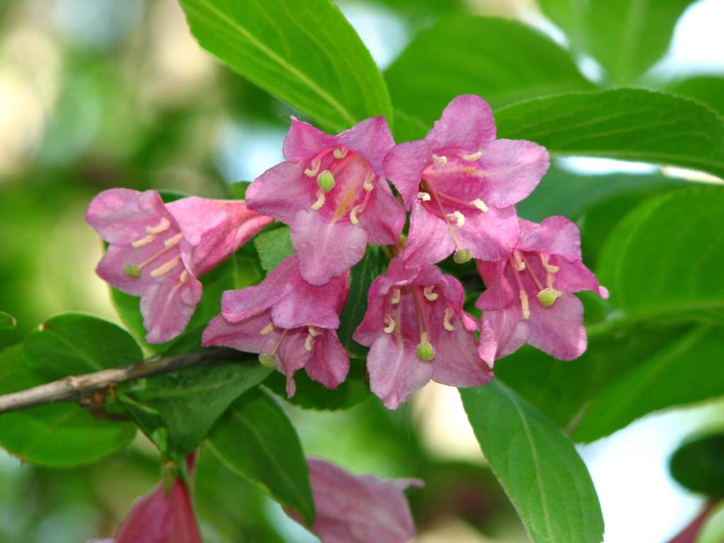 Weigela praecox