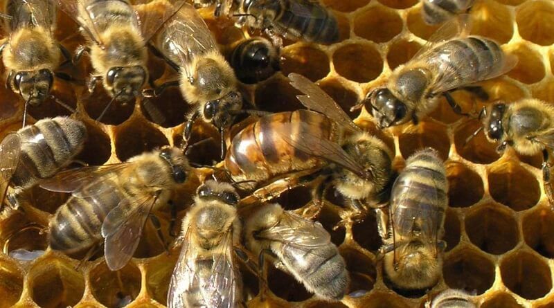 Карпатские пчёлы
