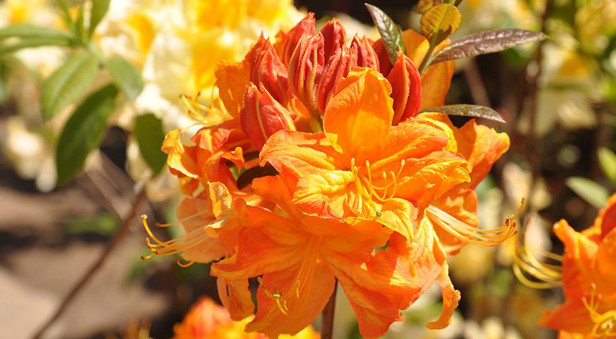 Rhododendron luteum sorta Klondyke