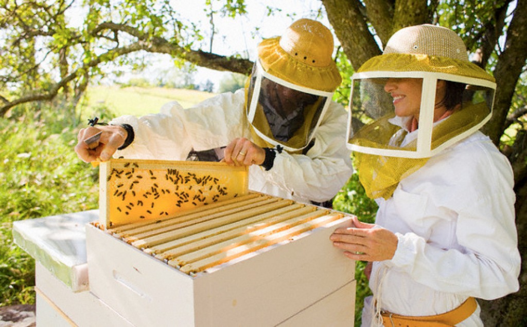 Сбор пчелиного яда.jpg