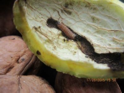Околоплодник ореха поврежденный гусеницей ореховой плодожорки