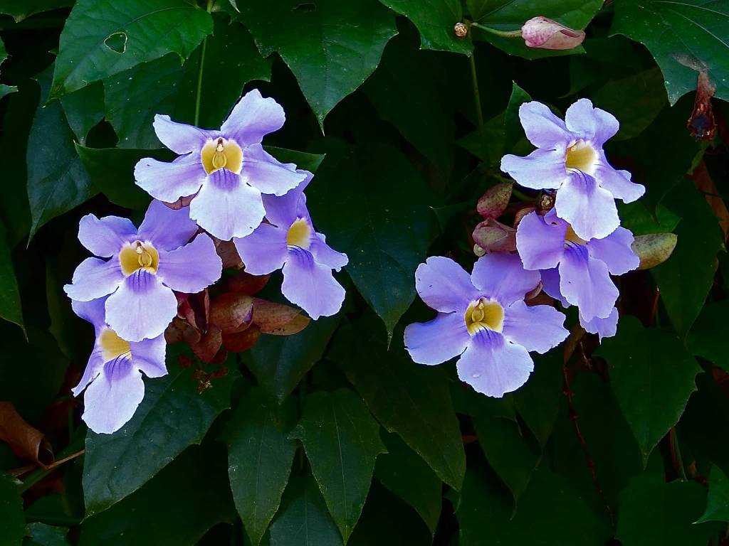 Thunbergia laurifolia