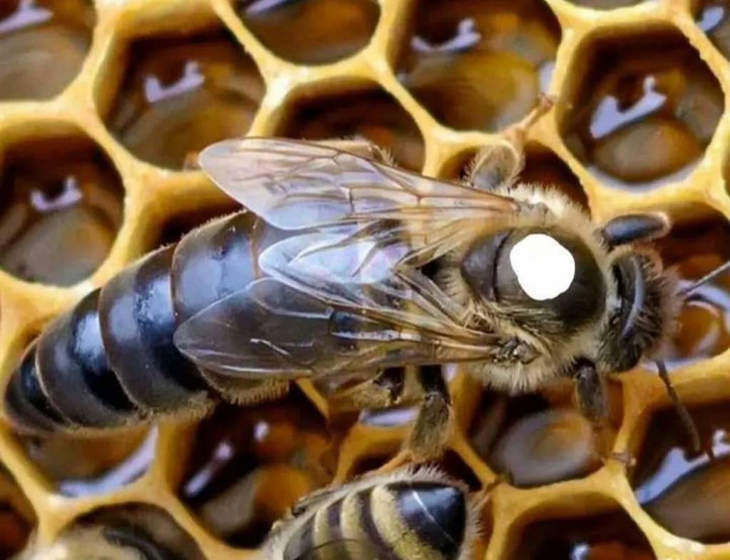 Пчелы линии пешец