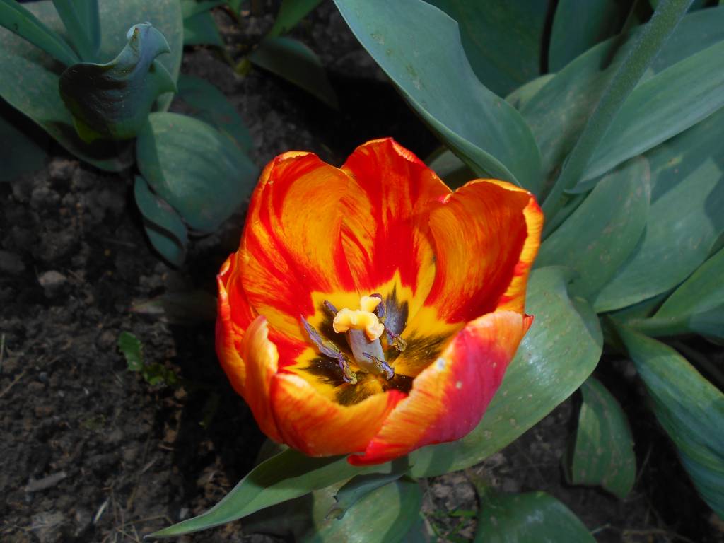 Тюльпан, пораженный вирусом пестролепестности