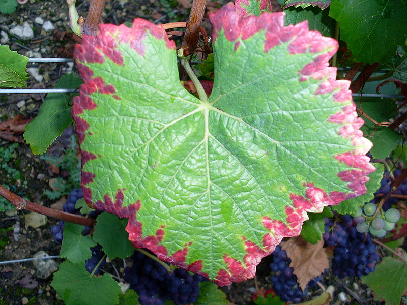 800px-Grape_leaf_showing_nutrient_deficiency.jpg