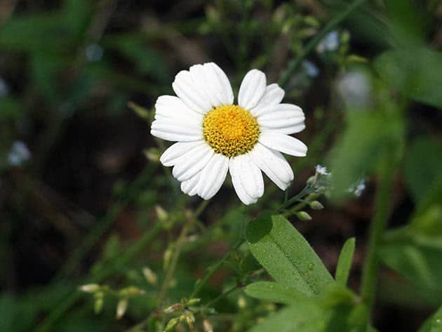 Tanacetum cinerariifolium