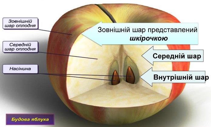 Яблуко. Будова плоду