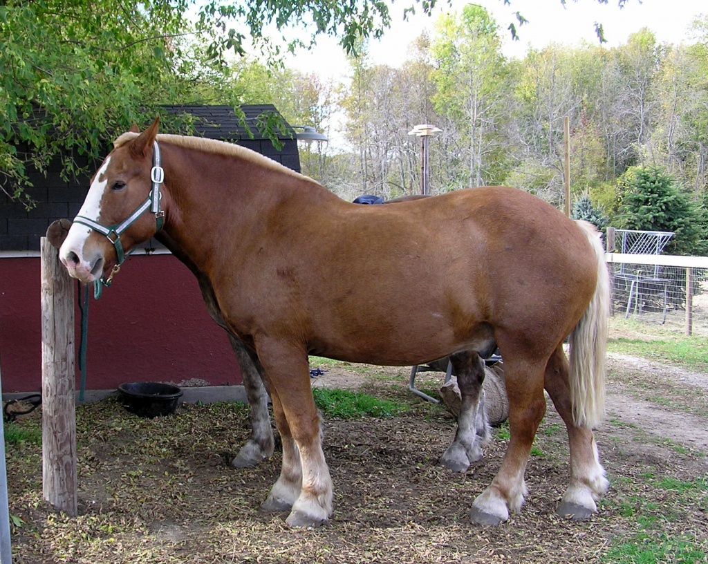 Лошадь породы Брабансон.jpg