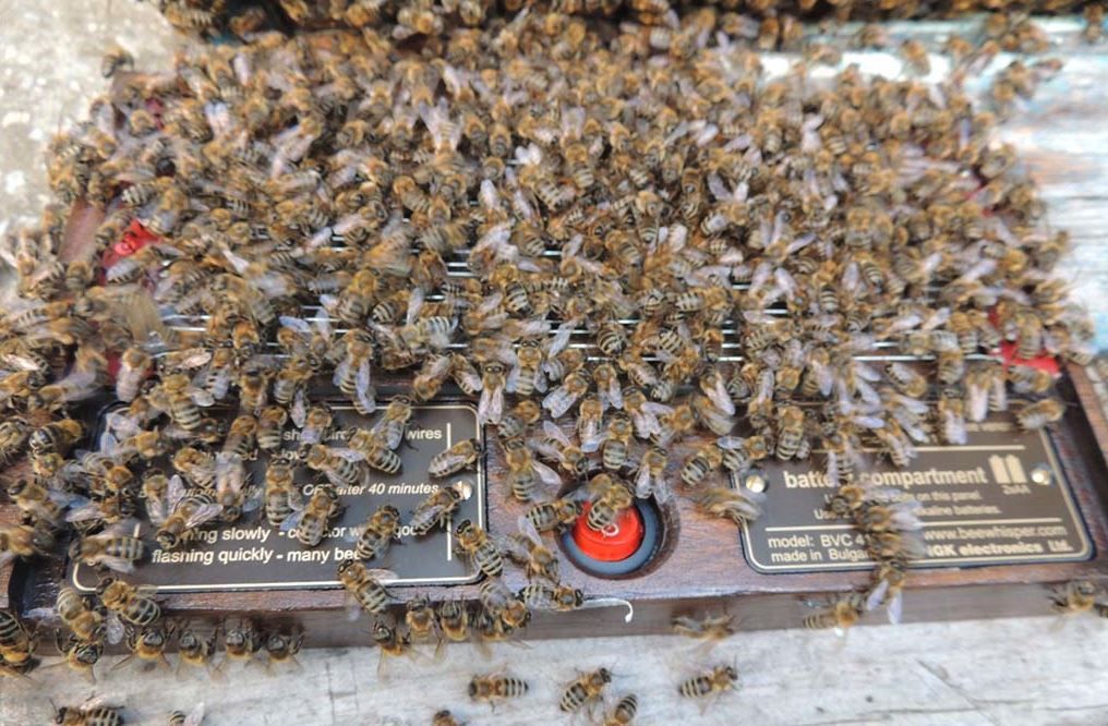 Сбор пчелиного яда