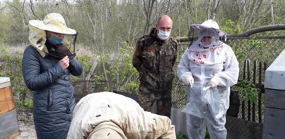 Відбір мертвих бджіл для аналізів працівниками Держпродсподивслужби на Полтавщині