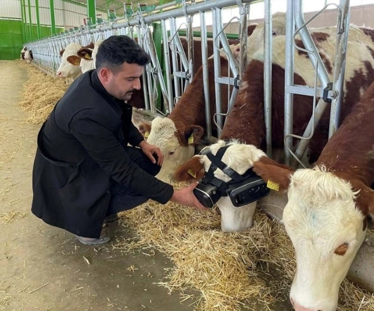 Иззет Кочак надевает на корову очки виртуальной реальности
