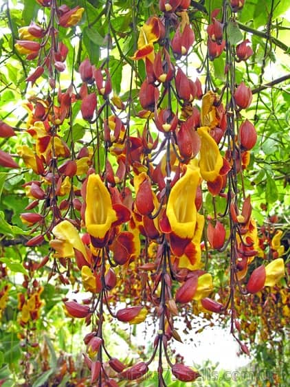 Thunbergia mysorensis cvetshaja