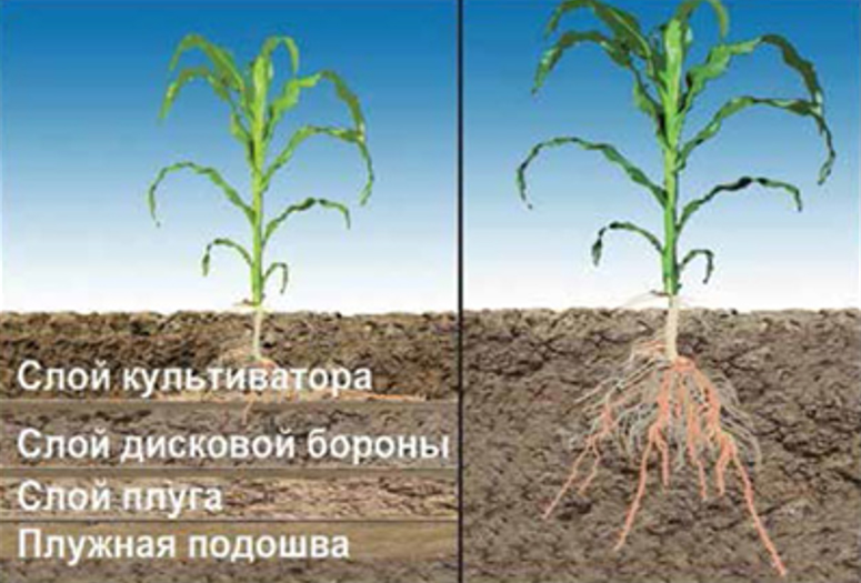 Различия в развитии растений после разных видов обработки почвы