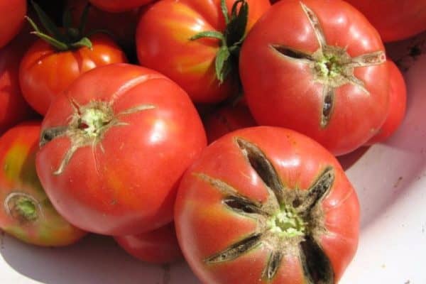 Радиальные трещины на томатах