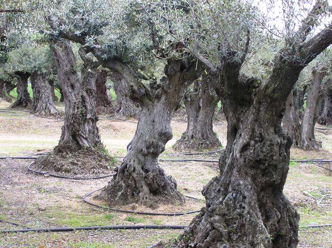 Полив оливових дерев