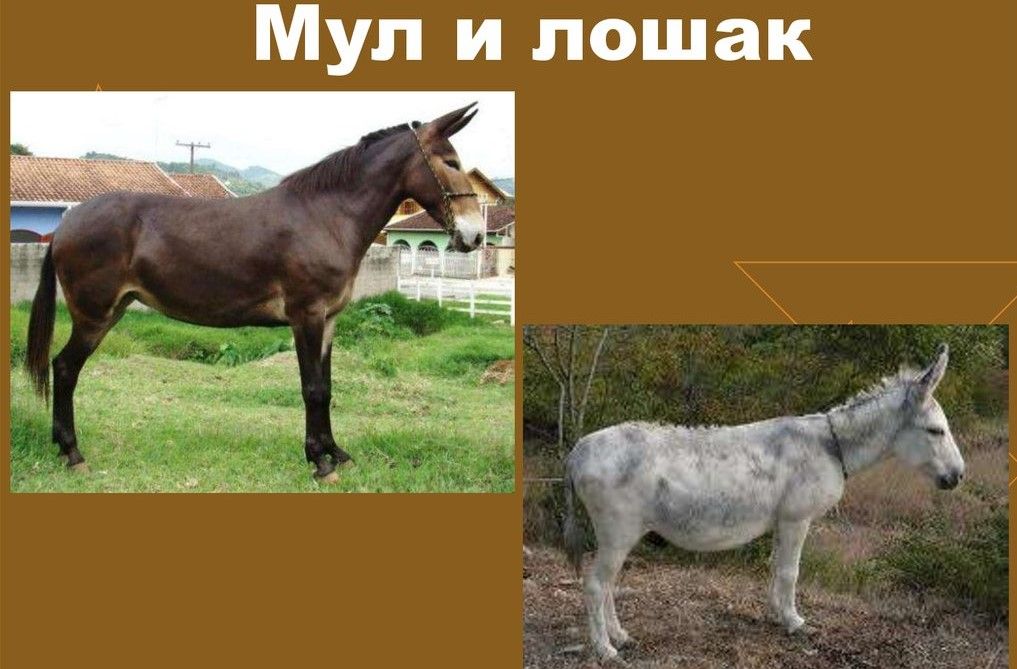 Мул и лошак