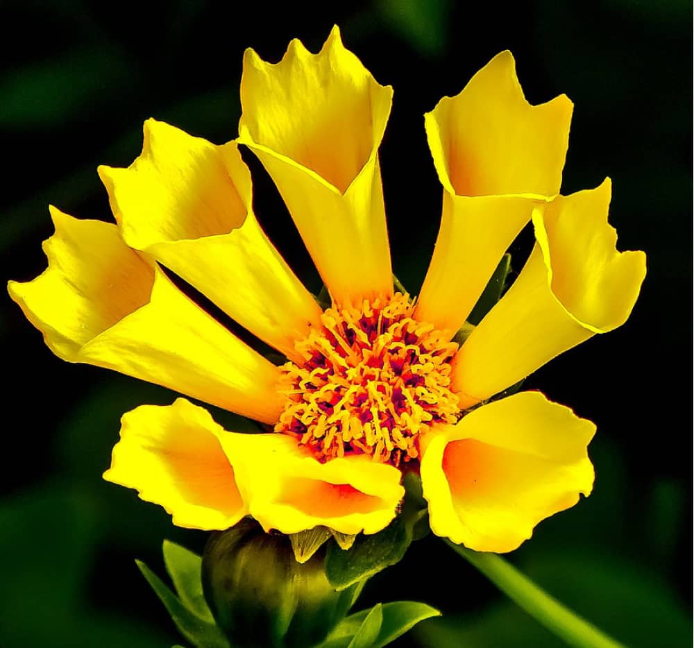 Coreopsis auriculata Zamfir