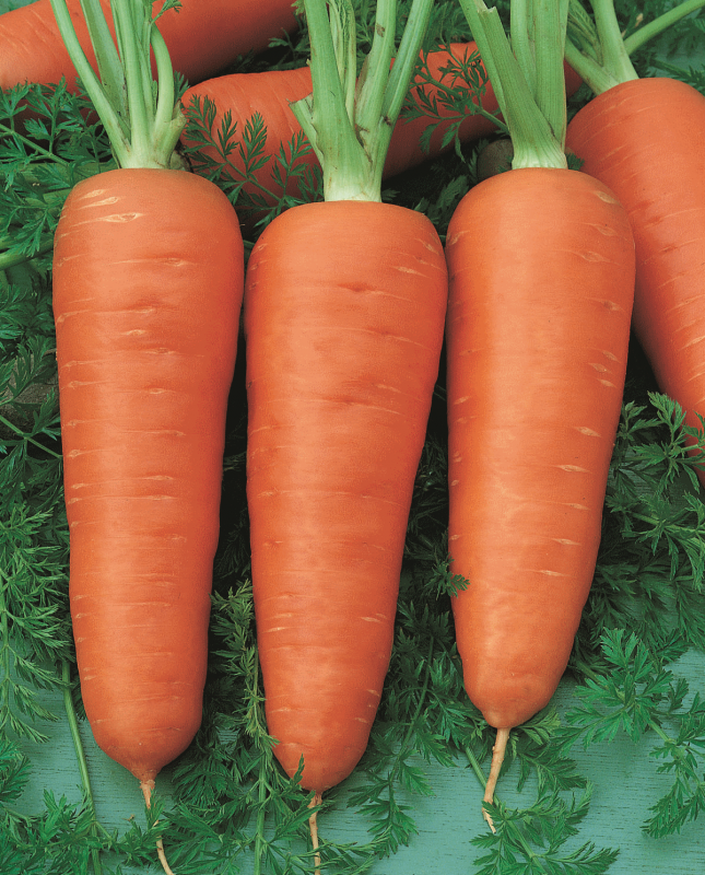 Морковь сорта Аленка.png