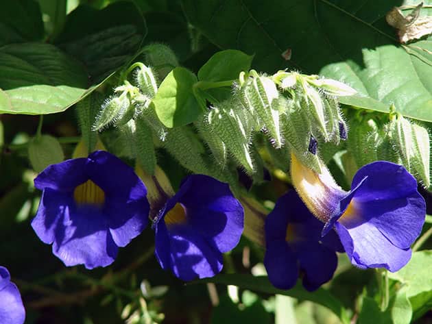 Thunbergia battiscombei