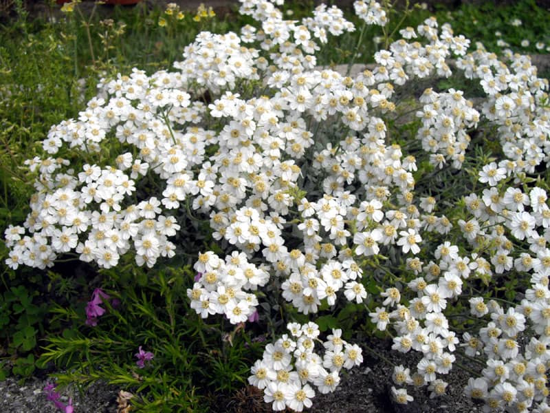 Achillea ageratifolia