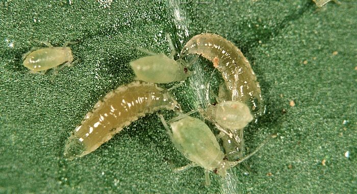 Личинка Aphidoletes aphidimyza и тля