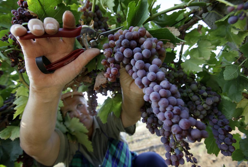 Как повысить процент сахаров в виноградных ягодах