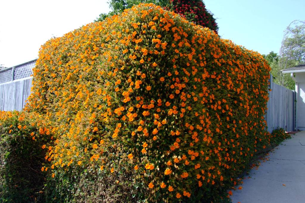 Thunbergia gregorii