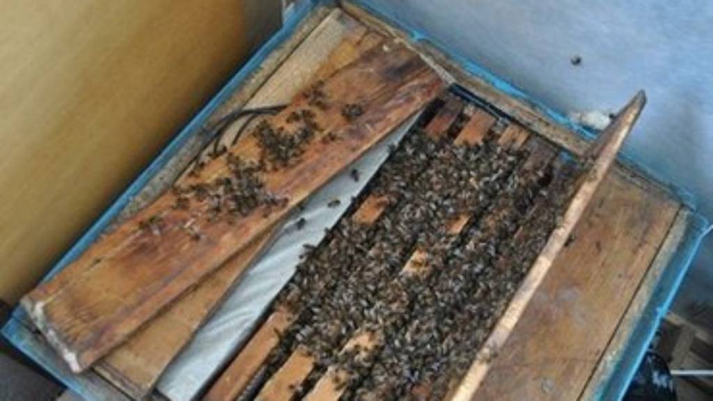 Підготовка бджіл до зимівлі