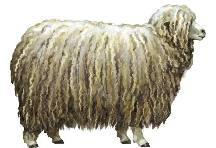 Вівця росіська довгошерста