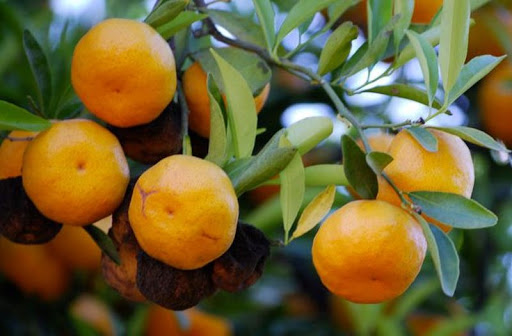Африканский вишнёвый апельсин