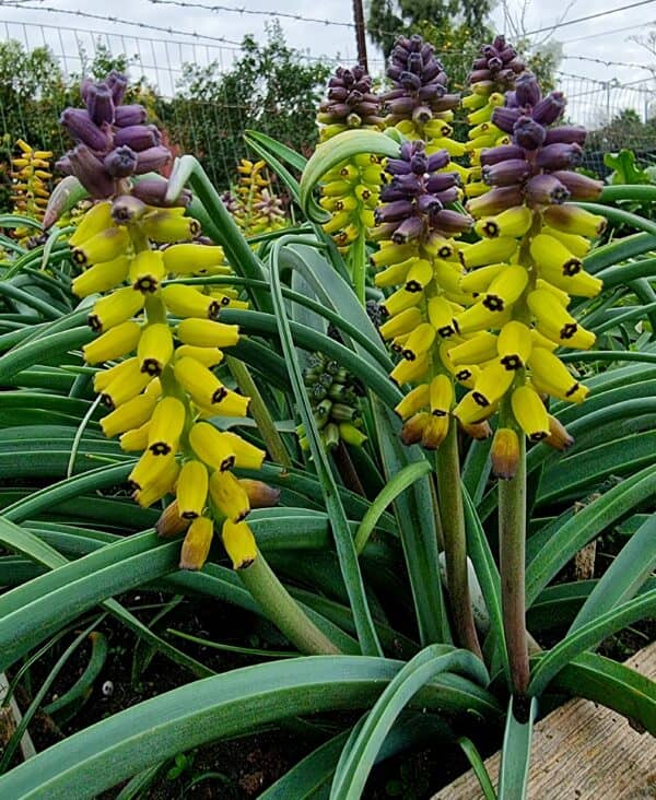 Muscari makrocarpum