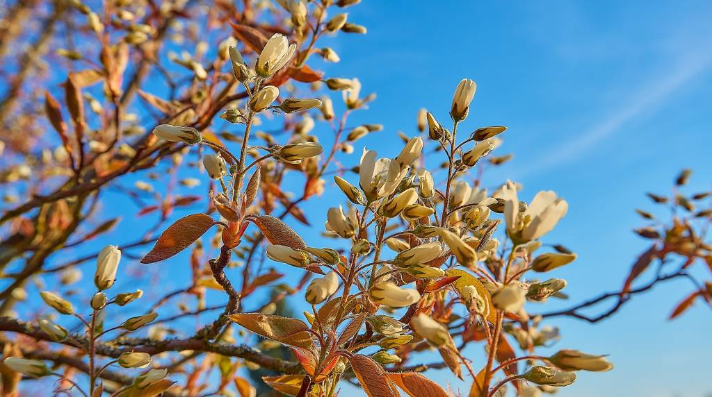 Ирга Ламарка (Amelanchier Lamarckii)