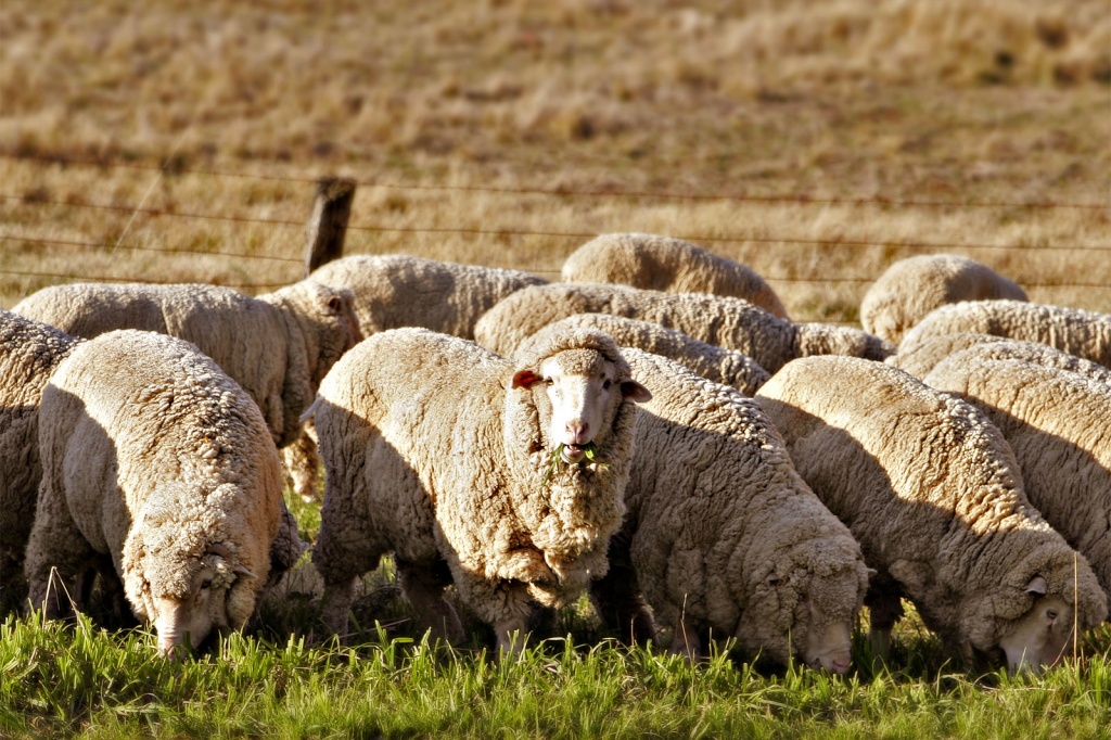 Бизнес по разведению овец с нуля.jpg