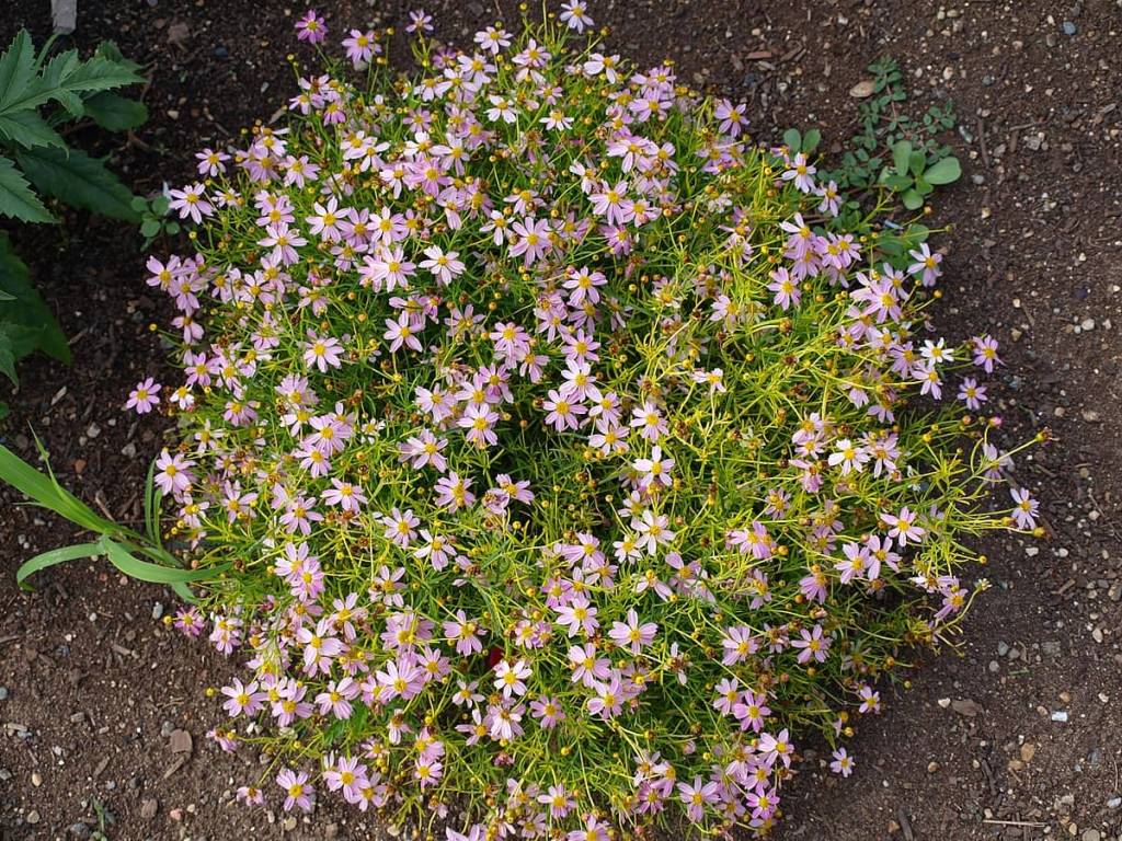 Coreopsis rosea