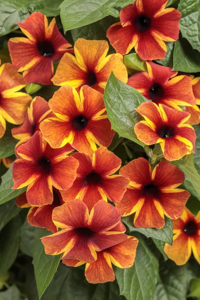 Thunbergia alata Black-eyed Susan Vine