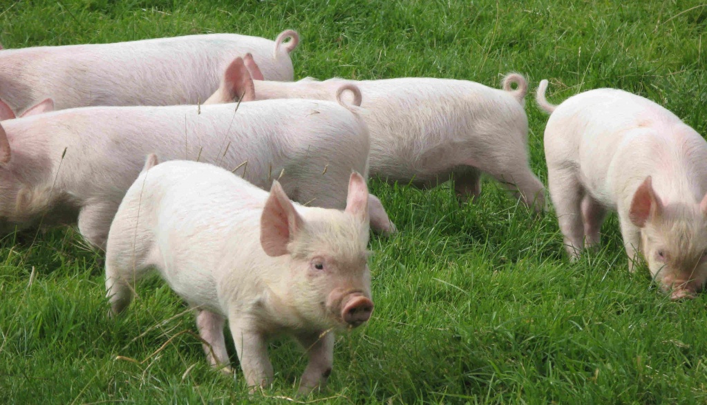 Вирощування свиней