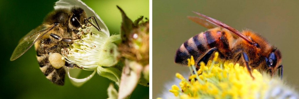 Кавказские медоносные пчелы