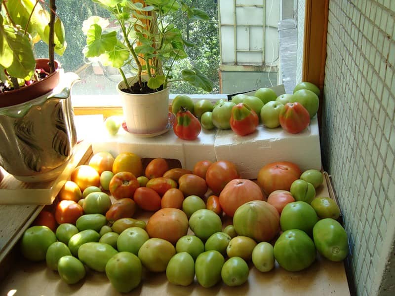 Дозревание томатов на подоконнике