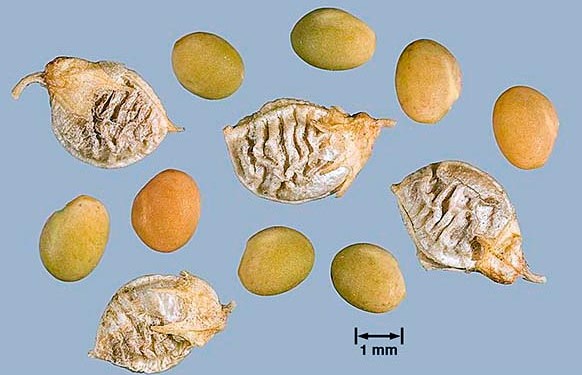 Плоды и семена донника желтого