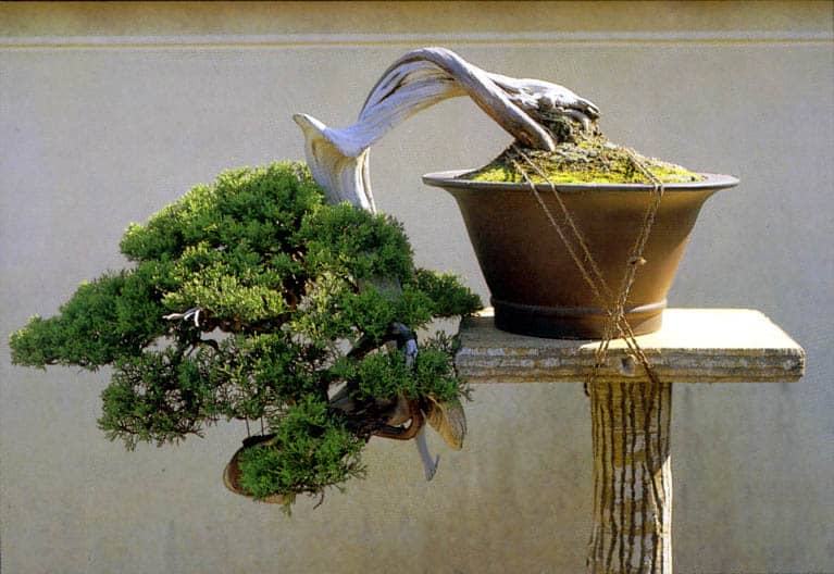 Бонсай в стиле наклоненное дерево