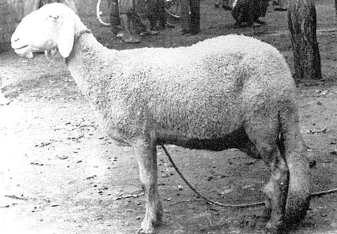 Китайське вівчарство 