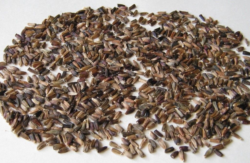 Семена рапонтикума (левзеи сафлоровидной)
