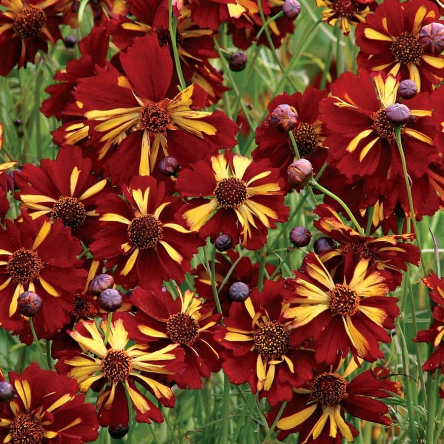 Coreopsis tinctoria Roulette