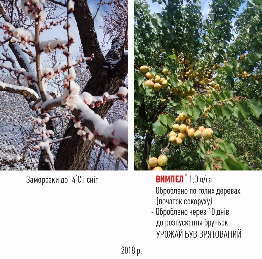Обробка препаратом Вимпел врятувала врожай абрикосів від заморозків