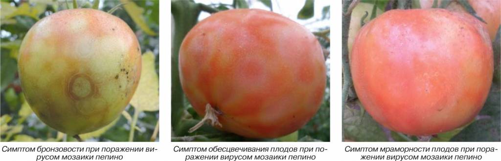 Вирусные заболевания томатов