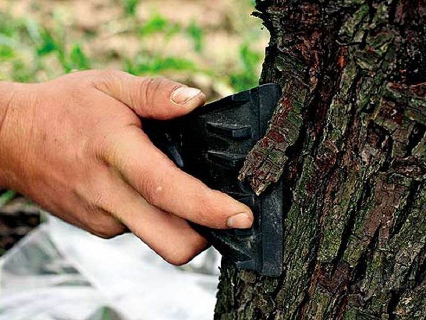 Зачистка поврежденных деревьев при инфицировании черным раком