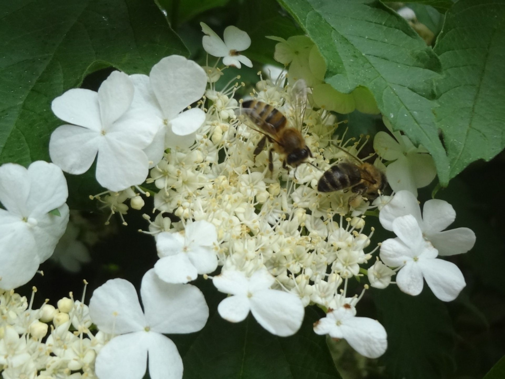 Пчёлы на калине