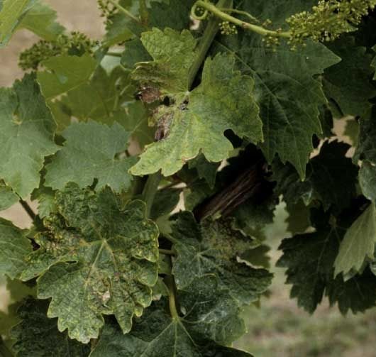 Бактериальное увядание винограда на листьях